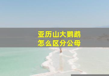 亚历山大鹦鹉怎么区分公母