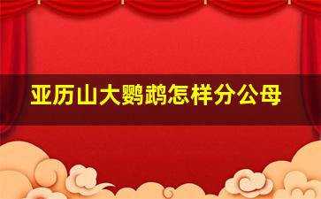 亚历山大鹦鹉怎样分公母